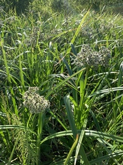 Scirpus sylvaticus