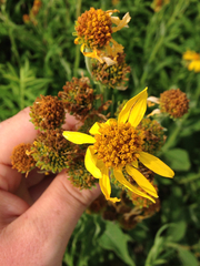 Verbesina helianthoides