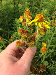 Verbesina helianthoides