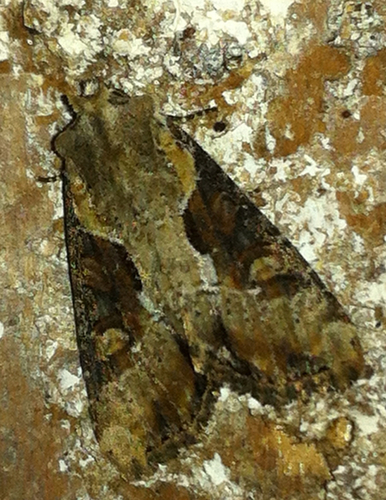 Double-lobed Moth