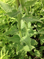 Verbesina helianthoides