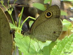 Ypthima arctous arctous