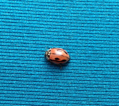 Mulsantina hudsonica
