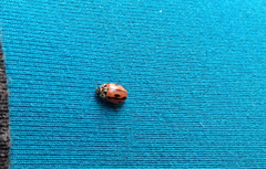 Mulsantina hudsonica