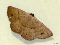 Lepidoptera