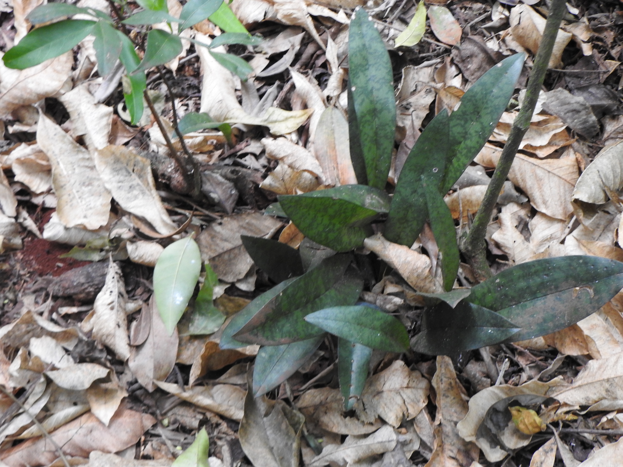 Eulophia maculata
