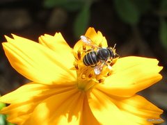 Pseudoanthidium repetitum