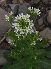 Arabis stelleri