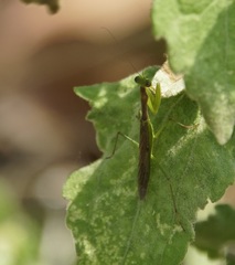 Callimantis antillarum