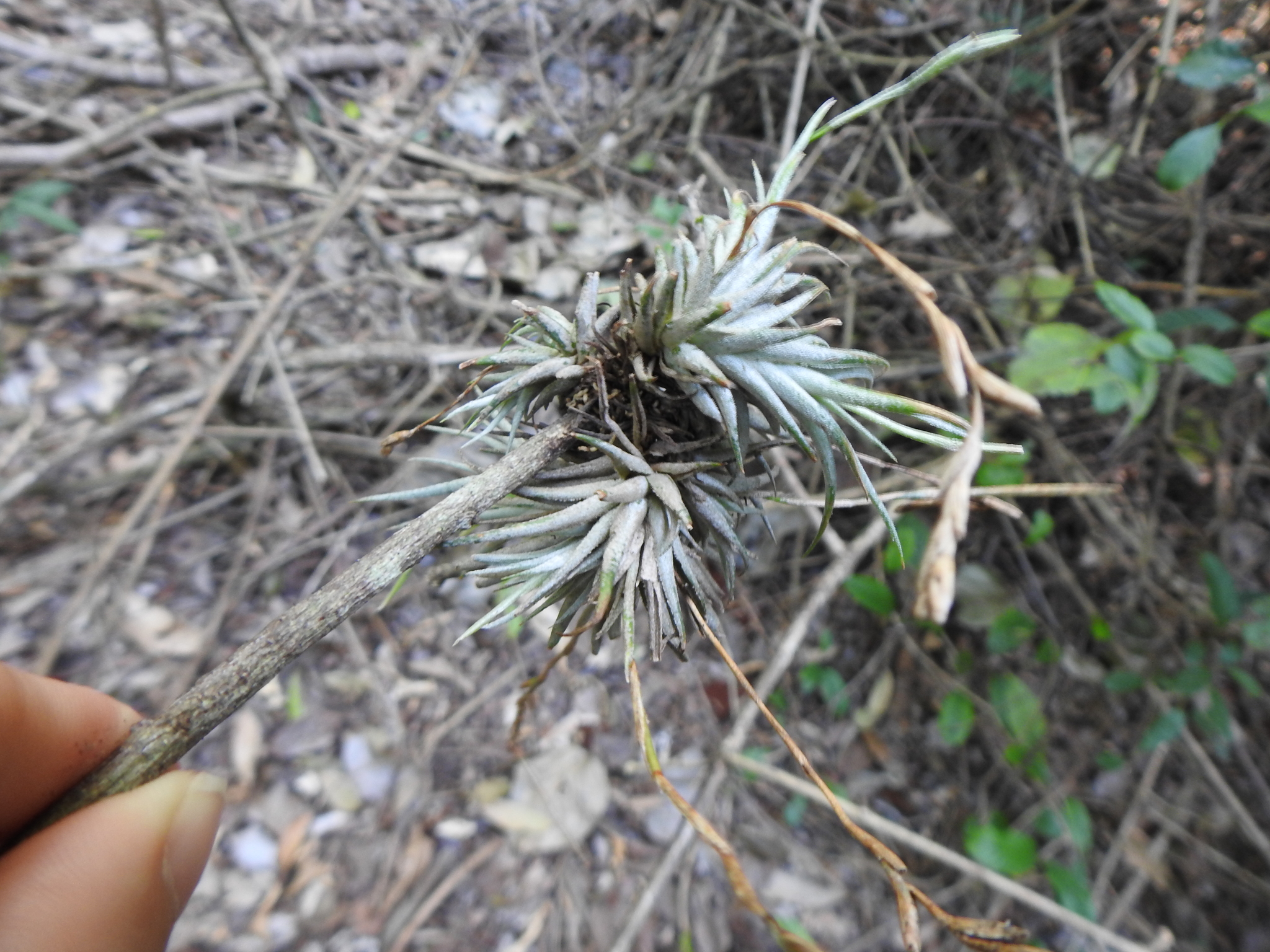 Tillandsia loliacea