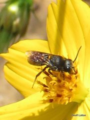Megachile mystaceana
