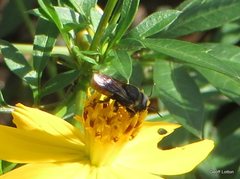 Megachile mystaceana