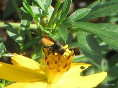 Megachile mystaceana