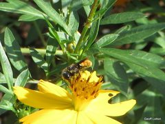 Megachile mystaceana