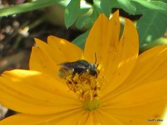 Megachile mystaceana