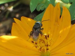 Megachile mystaceana