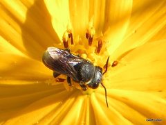 Megachile mystaceana