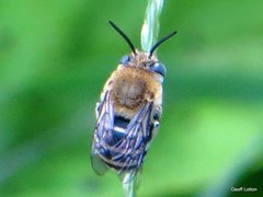 Amegilla pulchra