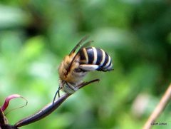 Amegilla pulchra