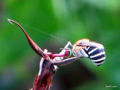 Amegilla pulchra