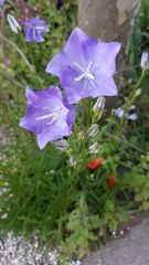 Campanula persicifolia