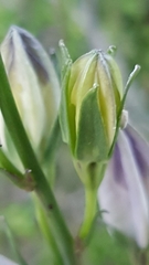 Campanula persicifolia