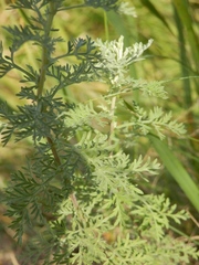 Artemisia pontica