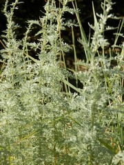 Artemisia pontica