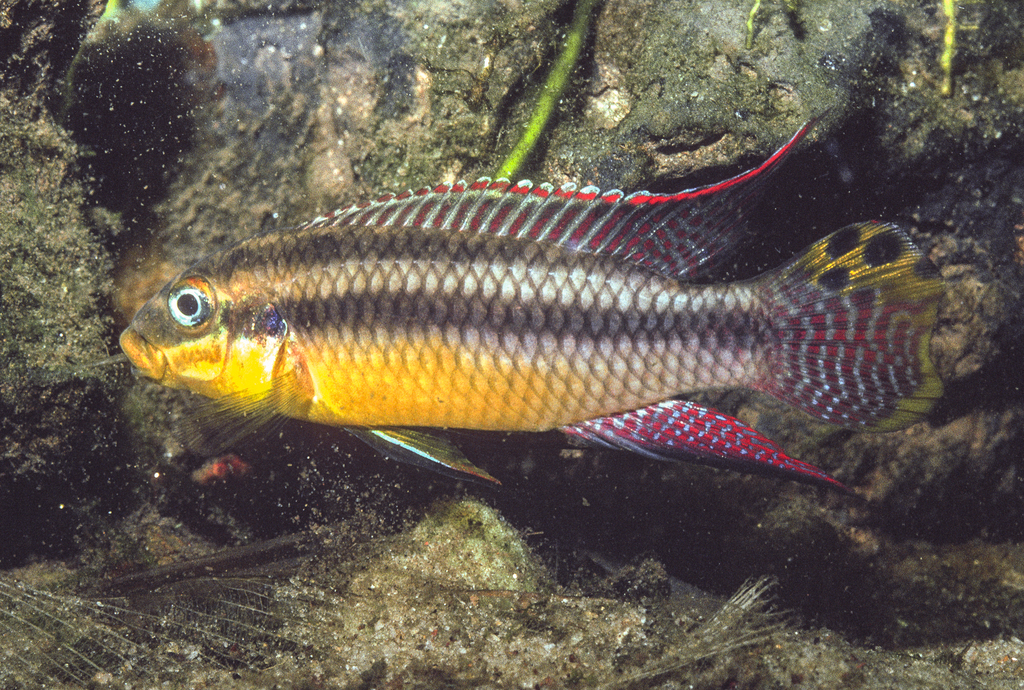 Striped kribensis (Pelvicachromis taeniatus) — Cichlidae