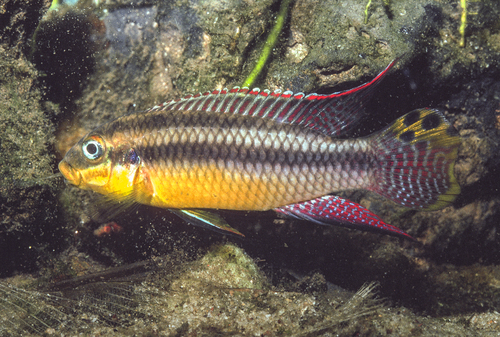 Striped kribensis (Pelvicachromis taeniatus) — Cichlidae