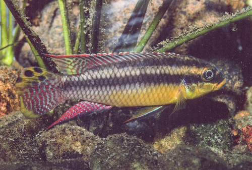 Gestreepte kribensis (Pelvicachromis taeniatus) — Cichlidae