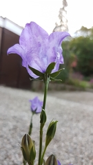 Campanula persicifolia