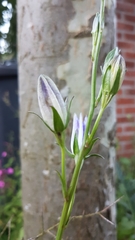 Campanula persicifolia