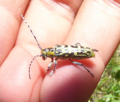 Saperda scalaris