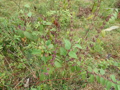 Pseudocaryopteris paniculata