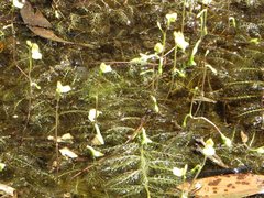 Utricularia aurea