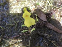 Utricularia aurea