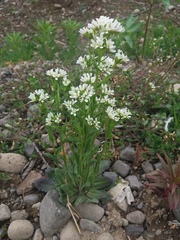 Arabis stelleri