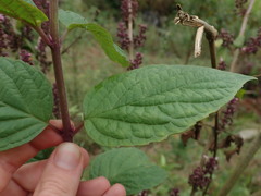 Pseudocaryopteris paniculata