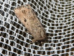 Lepidoptera