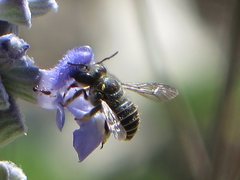 Pseudoanthidium repetitum