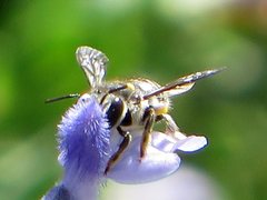 Pseudoanthidium repetitum