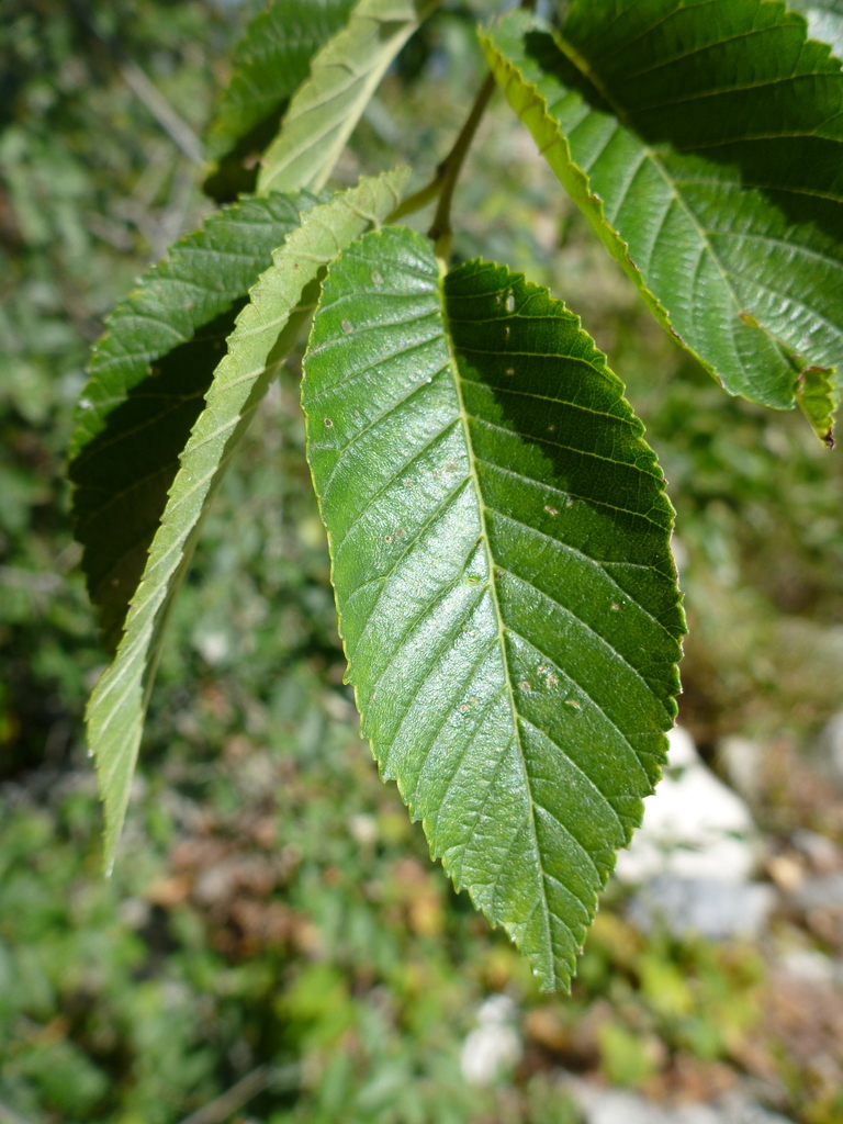 Siberian elm (Ulmaceae (Elm) of the Pacific Northwest) · iNaturalist