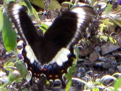Papilio fuscus