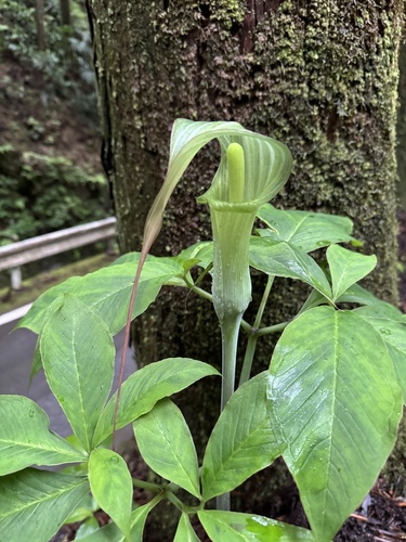 Arisaema tosaense iNat (3)