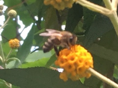 Apis mellifera