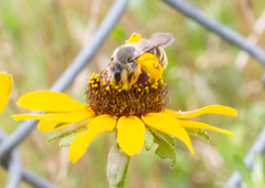 Andrena rudbeckiae