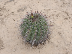 Ferocactus herrerae