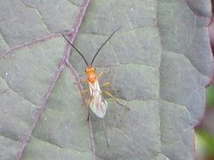 Braconidae