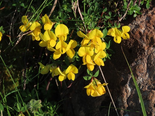 Image of Lotus alpinus by (c) Marco Mussita, some rights reserved (CC BY)